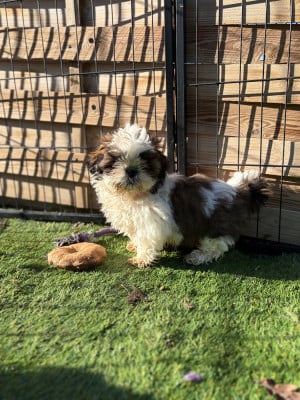Les chiots de Shih Tzu
