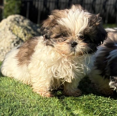 Les chiots de Shih Tzu
