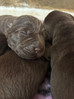 Les chiots de Labrador Retriever