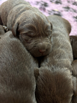Les chiots de Labrador Retriever