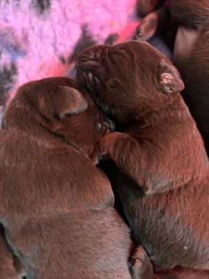 Les chiots de Labrador Retriever