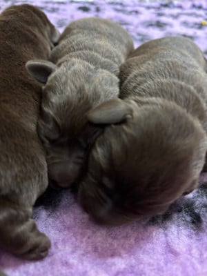 Les chiots de Labrador Retriever