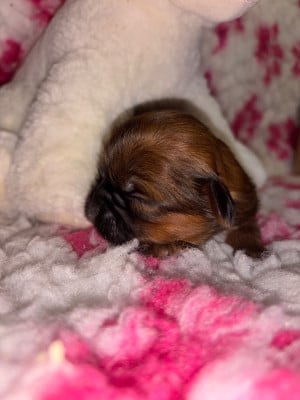 Les chiots de Shih Tzu