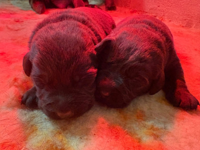 Les chiots de Labrador Retriever