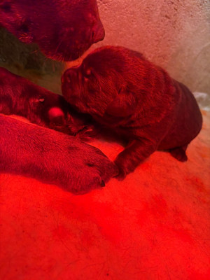 Les chiots de Labrador Retriever