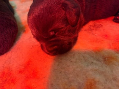 Les chiots de Labrador Retriever