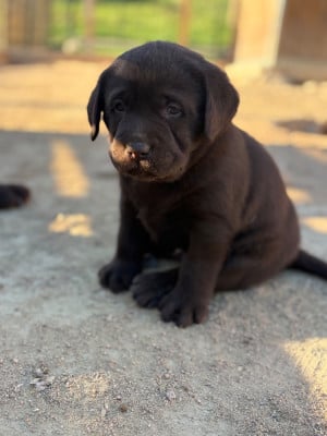 Les chiots de Labrador Retriever
