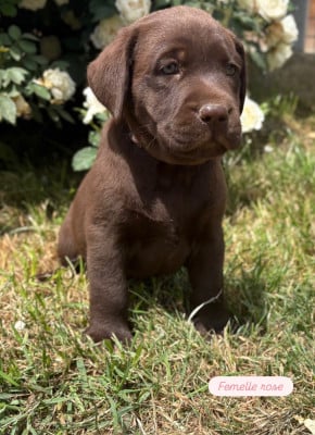 Les chiots de Labrador Retriever