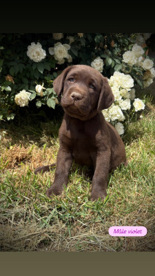 Les chiots de Labrador Retriever
