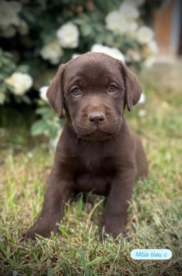 Les chiots de Labrador Retriever