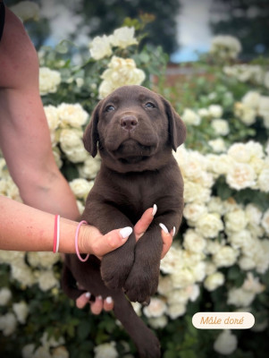Les chiots de Labrador Retriever