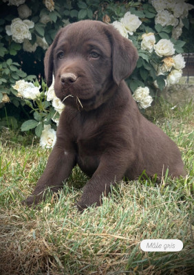 Les chiots de Labrador Retriever