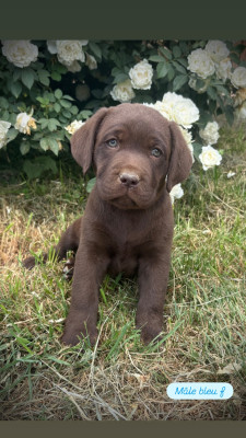 Les chiots de Labrador Retriever