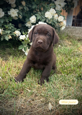 Les chiots de Labrador Retriever
