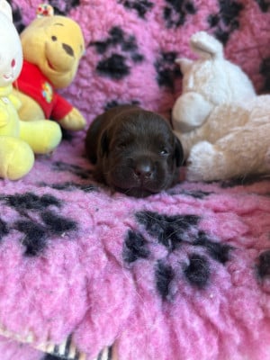 Femelle chocolat - Labrador Retriever
