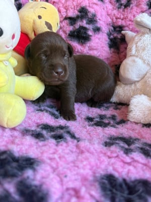 Femelle chocolat - Labrador Retriever