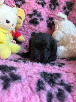 Mâle noir - Labrador Retriever