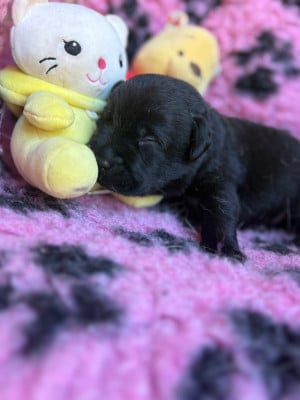 Mâle noir - Labrador Retriever