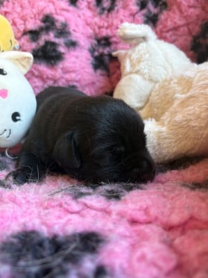 Mâle noir - Labrador Retriever
