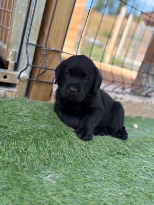 Les chiots de Labrador Retriever