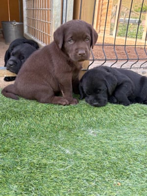 Les chiots de Labrador Retriever