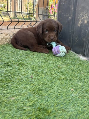 Les chiots de Labrador Retriever