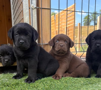 Les chiots de Labrador Retriever