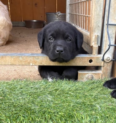 Les chiots de Labrador Retriever