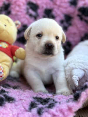 Chiot N°4 - Labrador Retriever