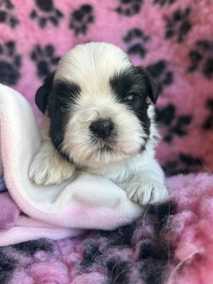 Les chiots de Shih Tzu
