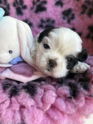 Les chiots de Shih Tzu