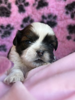 Les chiots de Shih Tzu