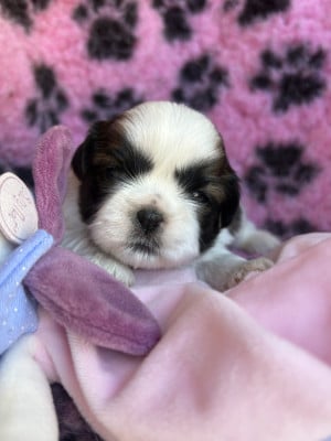 Les chiots de Shih Tzu