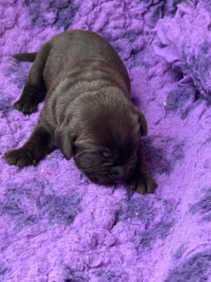 Les chiots de Labrador Retriever