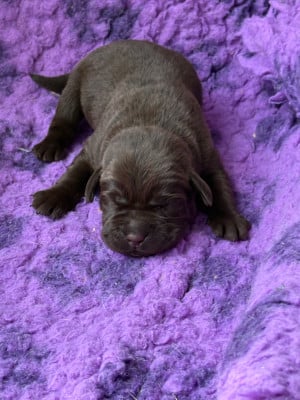 Les chiots de Labrador Retriever