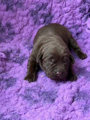 Les chiots de Labrador Retriever