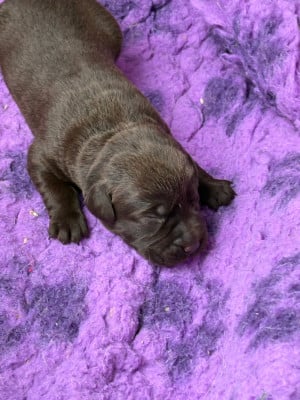 Les chiots de Labrador Retriever