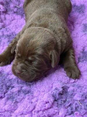 Les chiots de Labrador Retriever