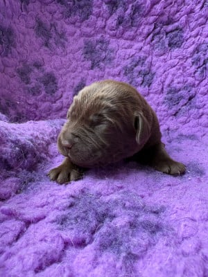 Les chiots de Labrador Retriever