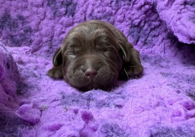 Les chiots de Labrador Retriever