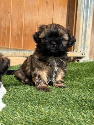 Les chiots de Shih Tzu