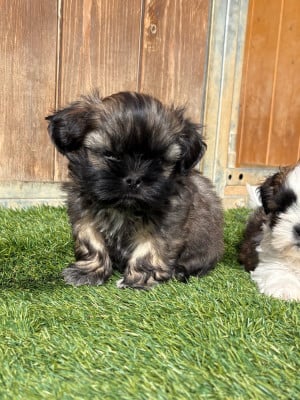 Les chiots de Shih Tzu