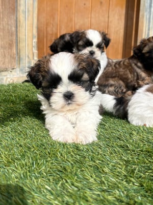 Les chiots de Shih Tzu