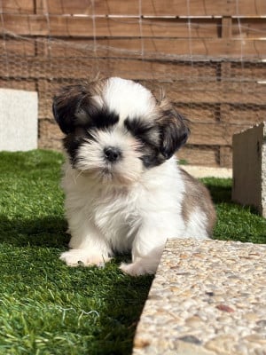 Les chiots de Shih Tzu