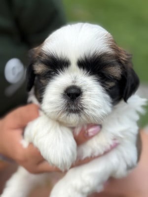 Les chiots de Shih Tzu