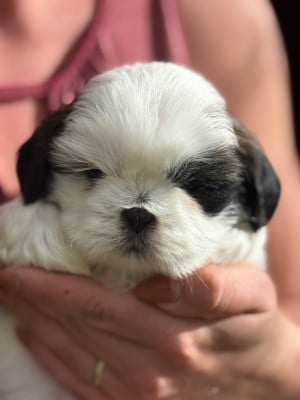 Les chiots de Shih Tzu