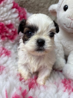 Les chiots de Shih Tzu