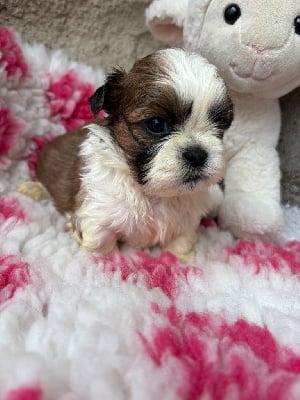 Les chiots de Shih Tzu
