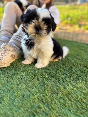 Les chiots de Shih Tzu