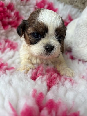 Les chiots de Shih Tzu